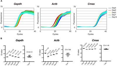 Methods for Accurate Assessment of Myofiber Maturity During Skeletal Muscle Regeneration